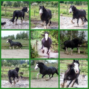 Marieke van der Meer's Jameson