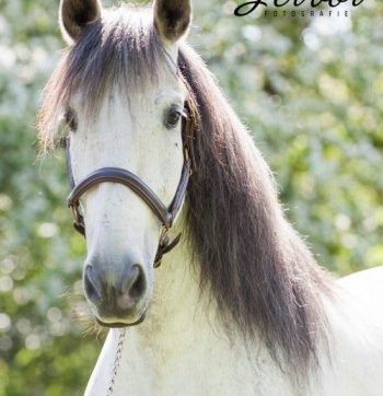 General-Sylvia-Tenpierik-e1433435193362