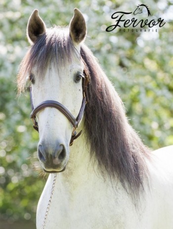 General Sylvia Tenpierik