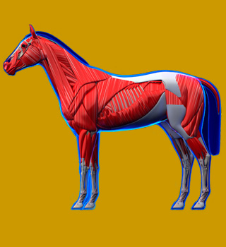 Verzorging-hoef-en-huid