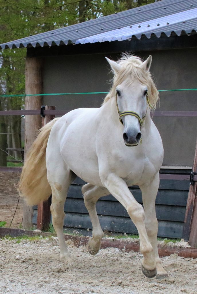 Weetjes Woensdag: PPID/de ziekte van Cushing en de dosering van Prascend/Pergolide.