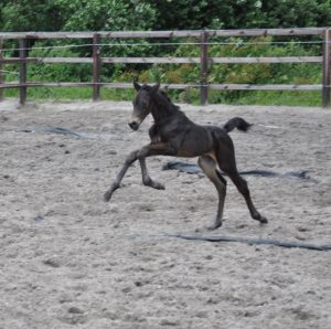 Lola veulen Linda van H