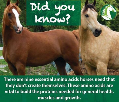 ForagePlus: over het belang van eiwit voor je paard's gezondheid