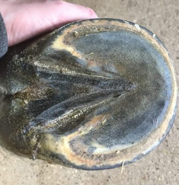 IMG_0225 na twee weken Artimud en bekapping