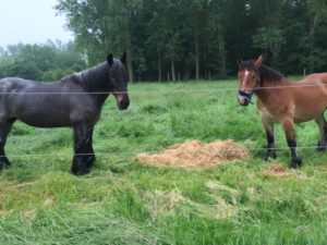 13319796_10153713834312984_8781564054463490956_n