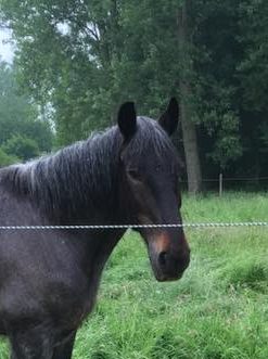 13319796_10153713834312984_8781564054463490956_n