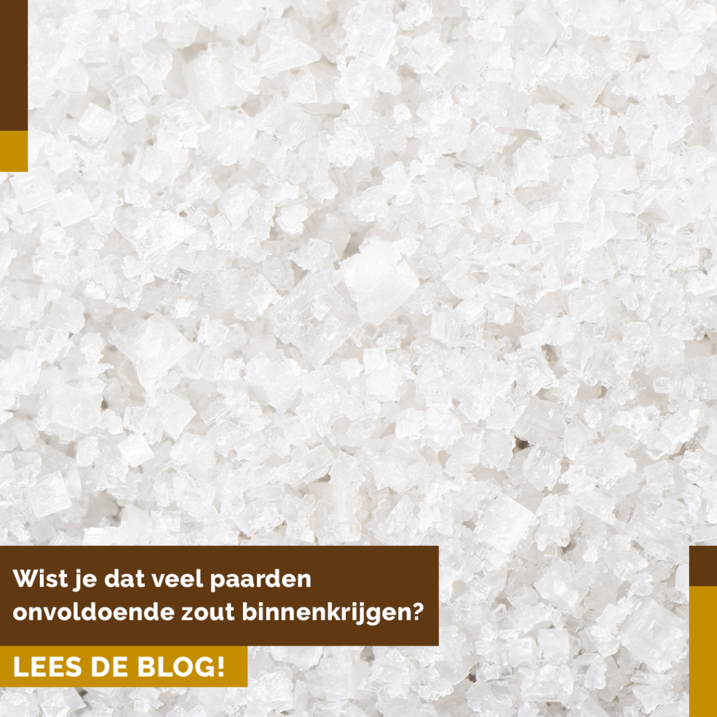 Zo klaar als een klontje: geef je paard zout!