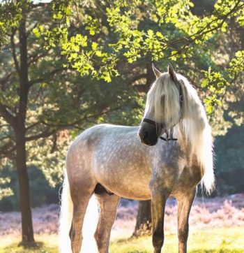 Armando Annemarie Anten