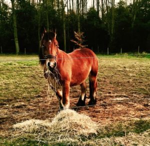 thumbnail_FullSizeRender