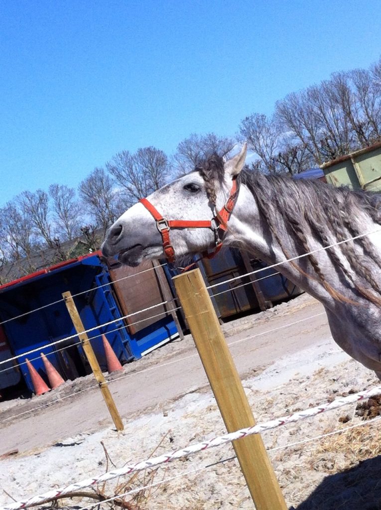 Forage Plus Horse Talk (issue 14) september 2017