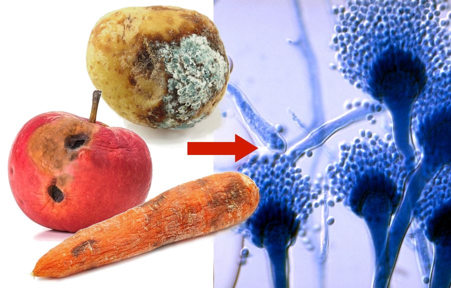 Mycotoxines: toxines in je ruwvoer en dus in je paard. Wat doe je eraan?