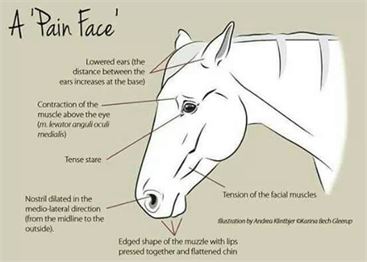 Pijn bij paarden: hoe, wat, waar? - update 11/11/2024