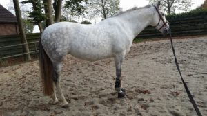 22769878_1725447064152391_8710115873213993313_o