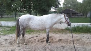 22851668_1725446914152406_2922220242281422267_n