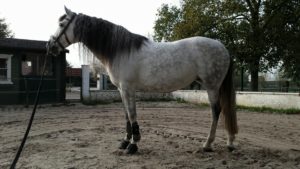 23116743_1733671546663276_4979988415465904579_o