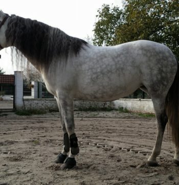 23116743_1733671546663276_4979988415465904579_o