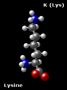 Lysine: qu'est-ce que c'est?
