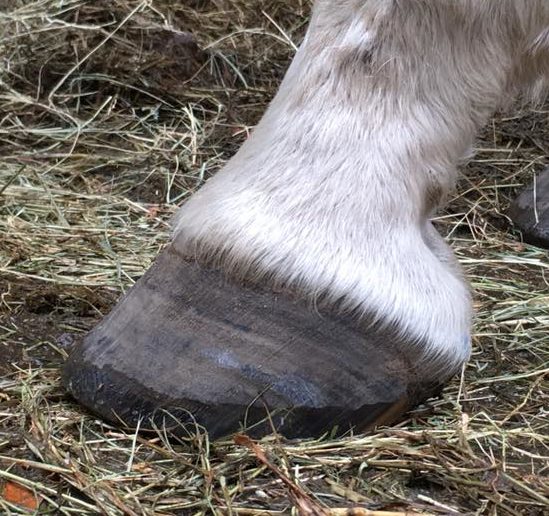 Een gezonde hoef, hoe bereik je dat?