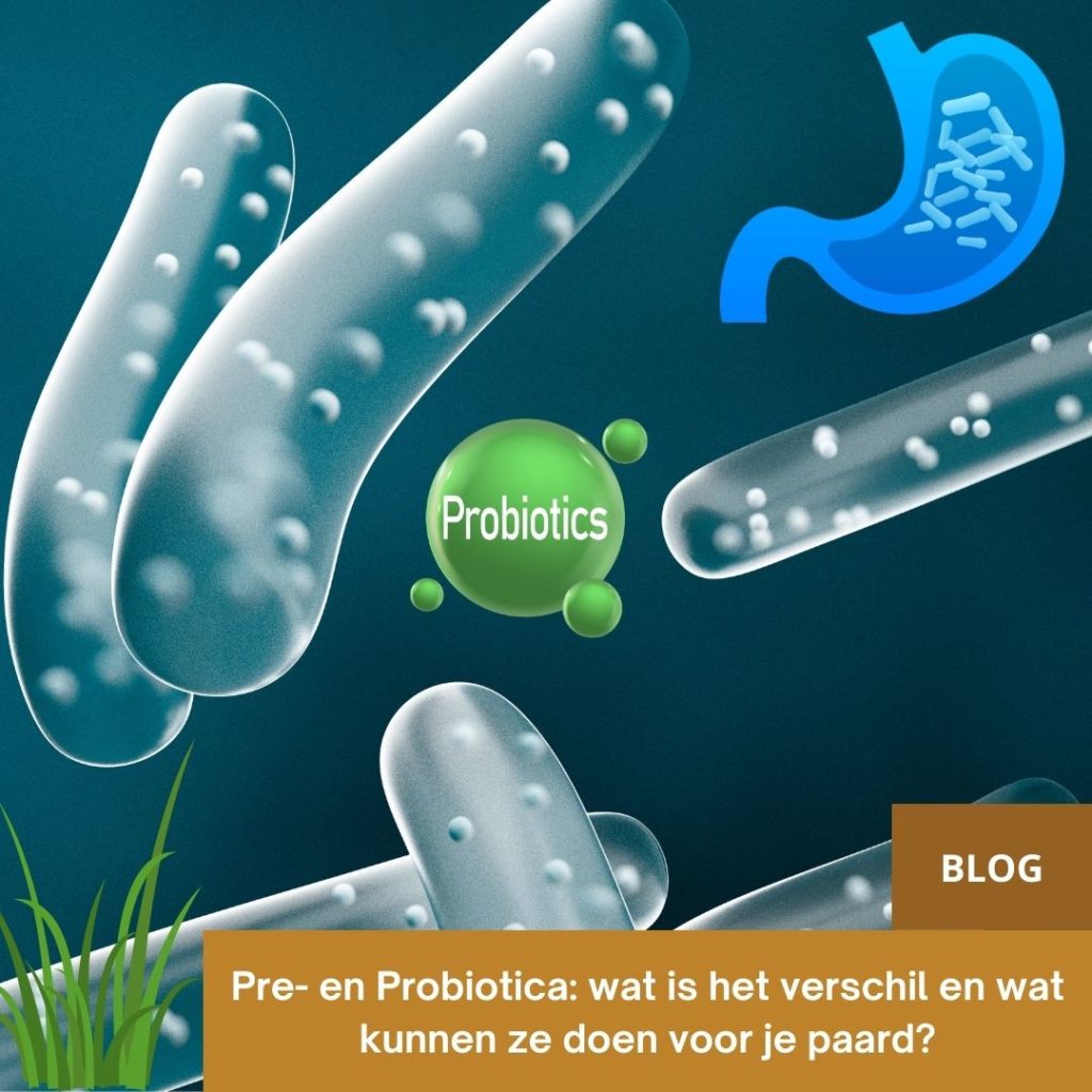 Pre- en Probiotica: wat is het verschil en wat kunnen ze doen voor je paard?