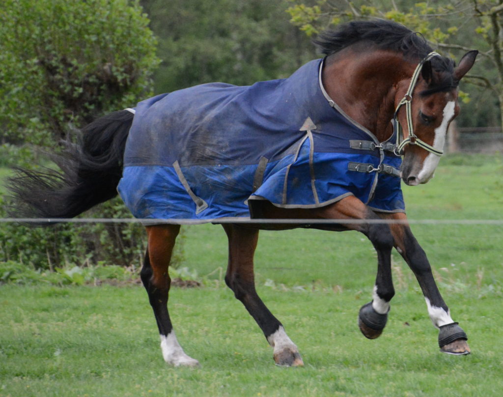 Het oude(re) paard: voeren voor een goed gewicht en spierbehoud. Deel 1