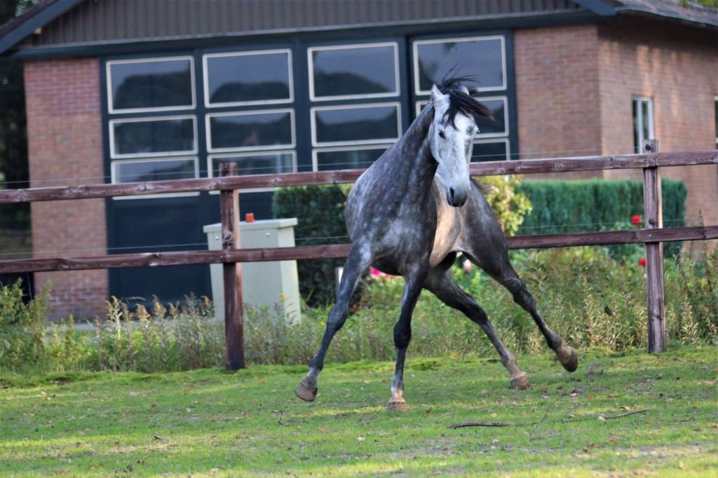 Voedzame vrijdag: en toen was er gras.