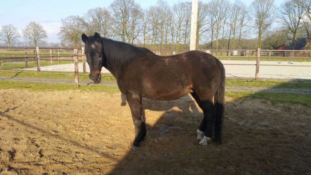 Het oude(re) paard: voeren voor een goed gewicht en spierbehoud. Deel 2