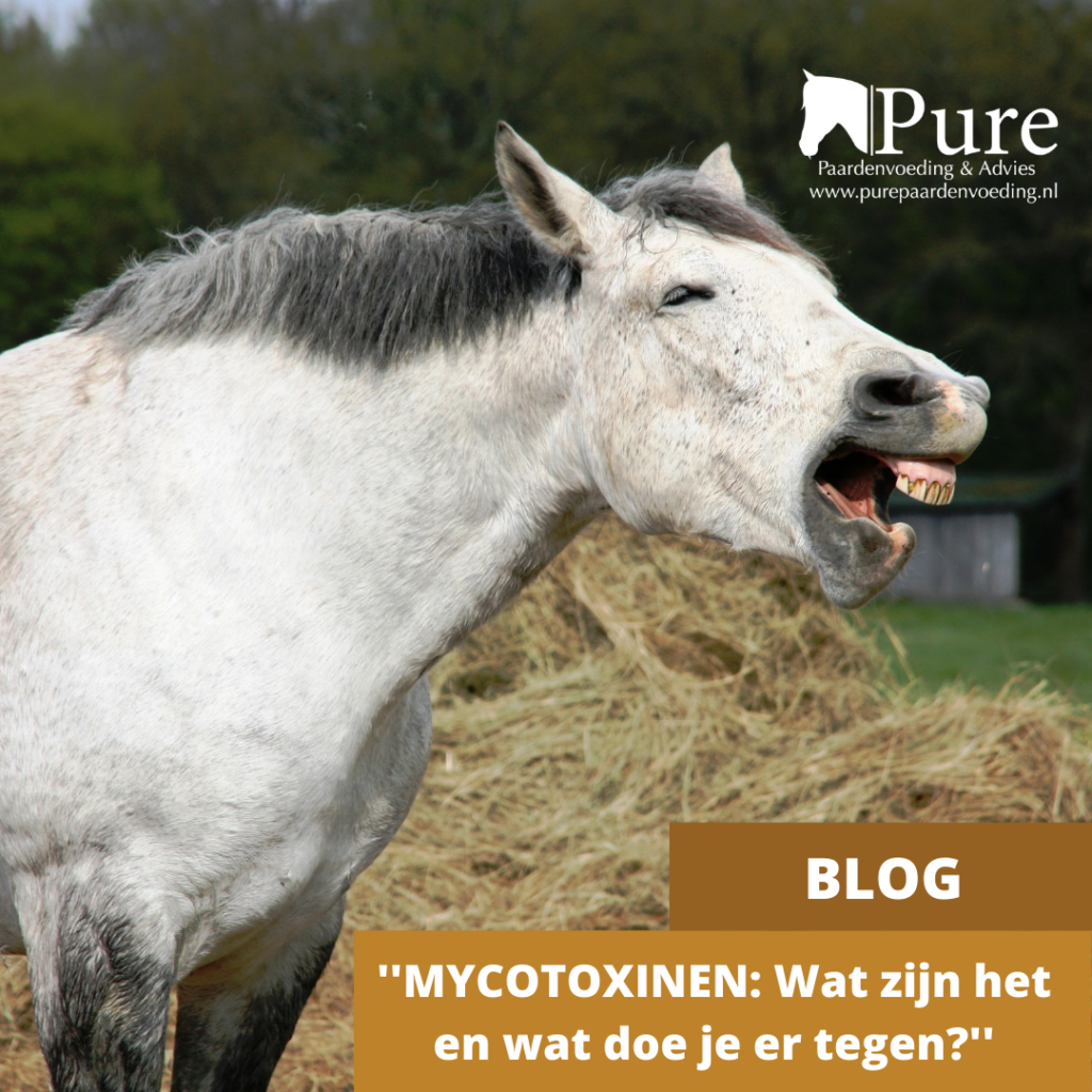 Mycotoxinen: wat zijn het en wat doe je er tegen?