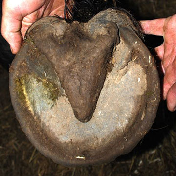 Rotstraal: wat is het en wat doe je ertegen?