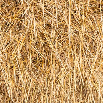 Hooi versus voordroog - Idhuna Barelds (Biologe)