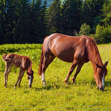 In mei veulens in de wei! Ondersteun de melkproductie van je merrie.
