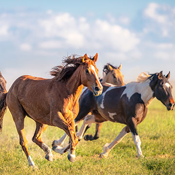 Paarden natuurlijk houden? Liever niet...