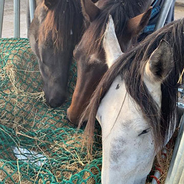 Onbeperkt ruwvoer – een goed idee?