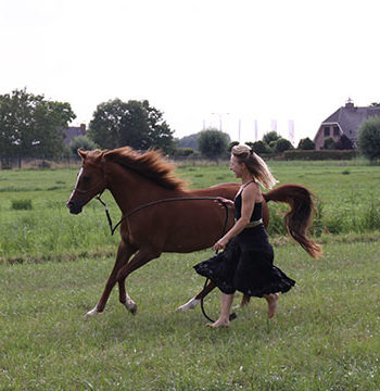 pure-paardenvoeding-annelies-referentie