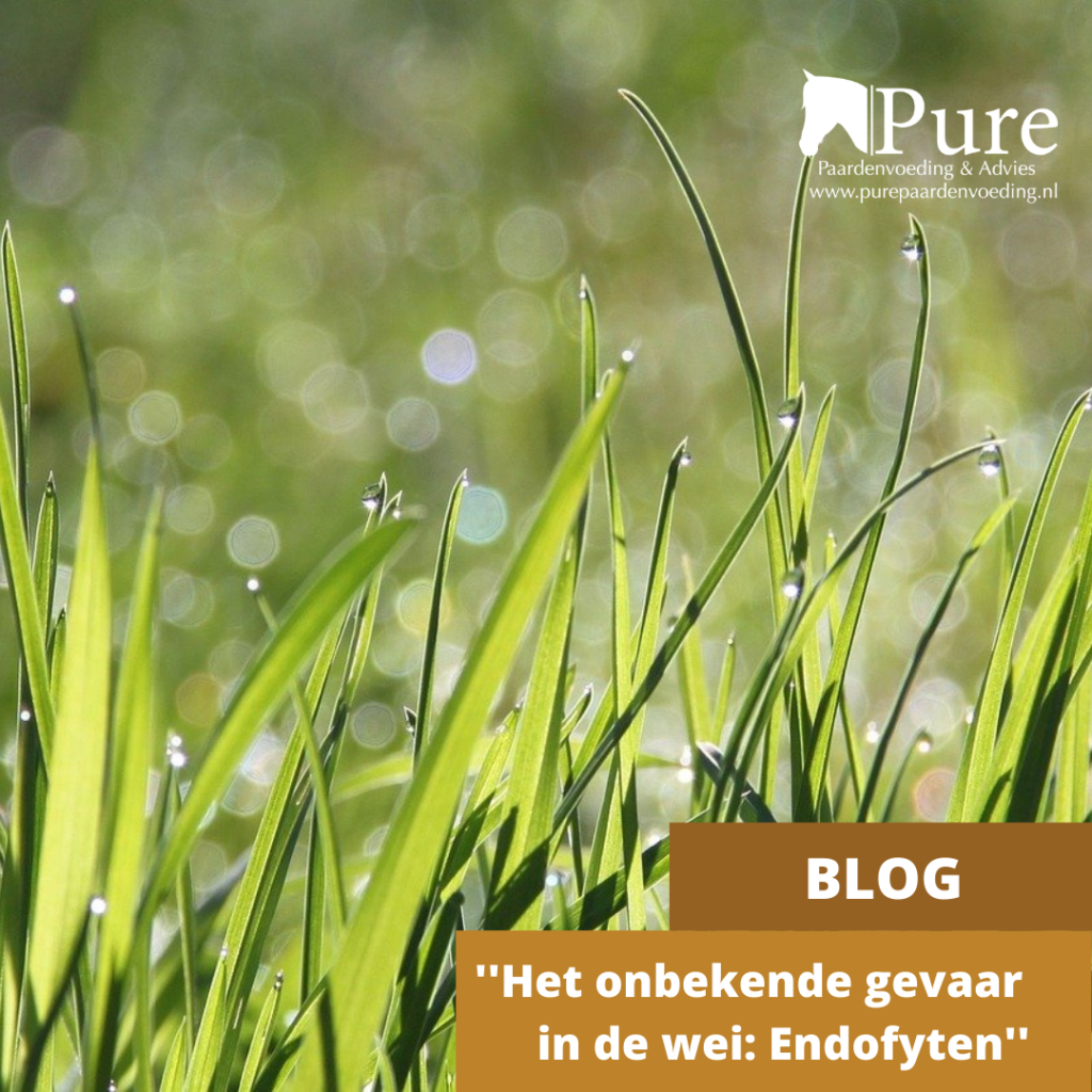 Het onbekende gevaar in de wei: endofyten