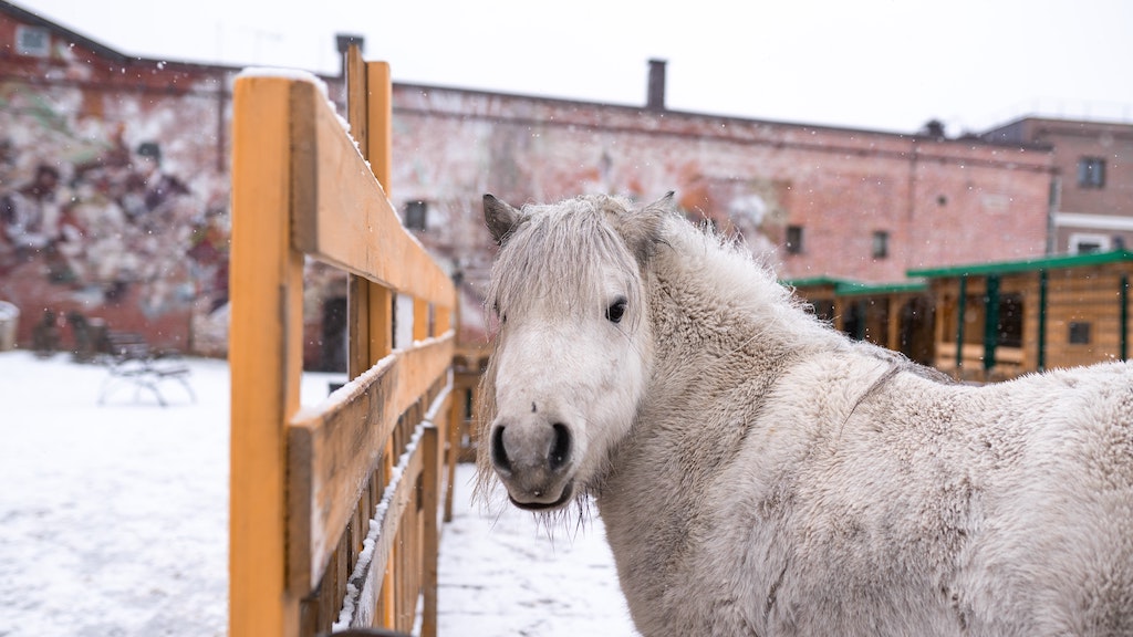 Insulineproblemen en overgewicht bij paarden, een overzicht