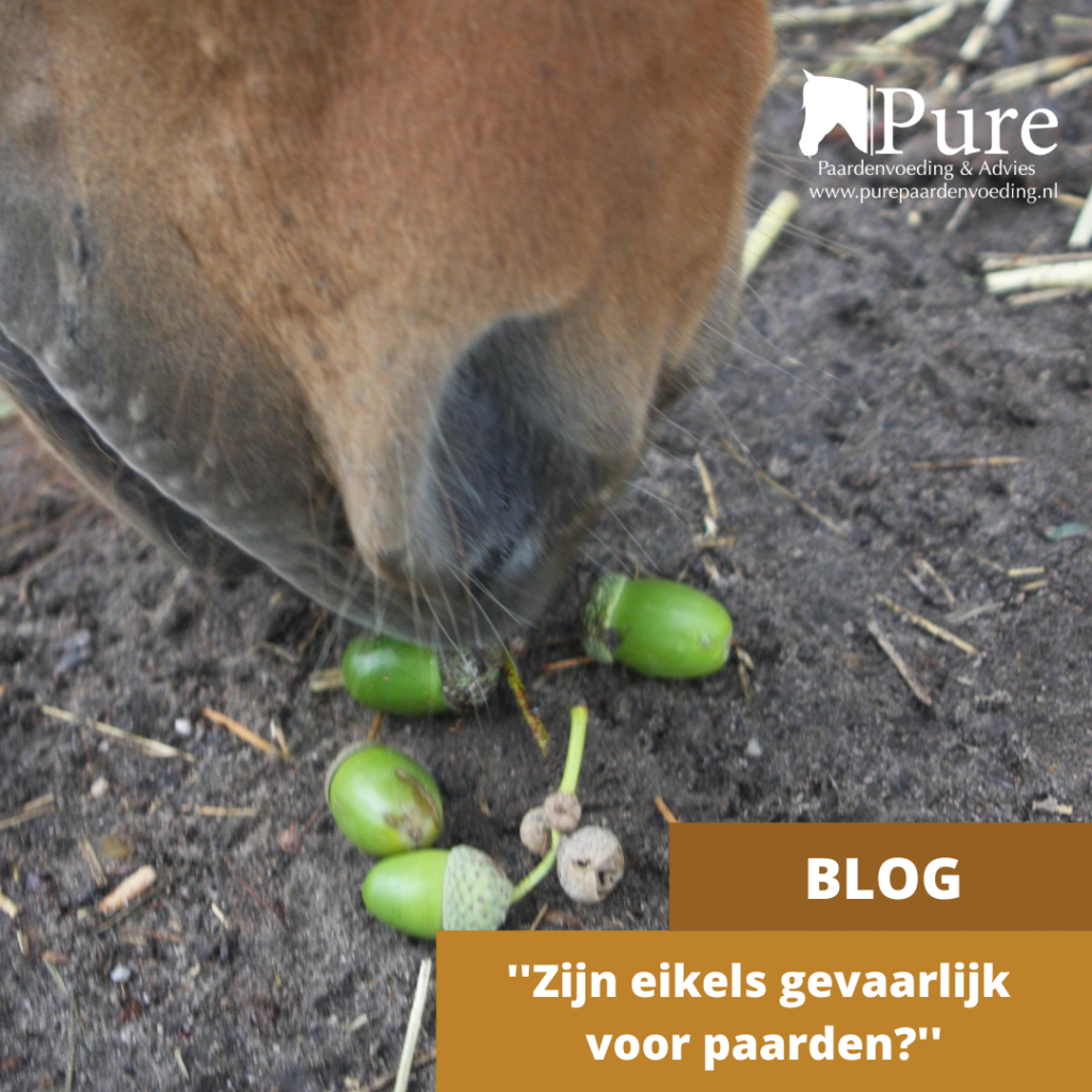 Zijn eikels gevaarlijk voor paarden?