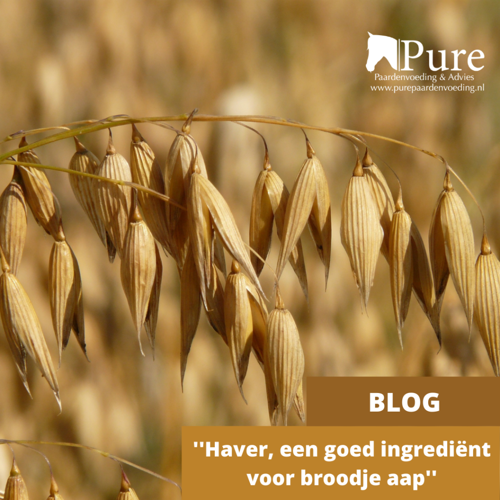 Haver, een goed ingrediënt voor broodje aap