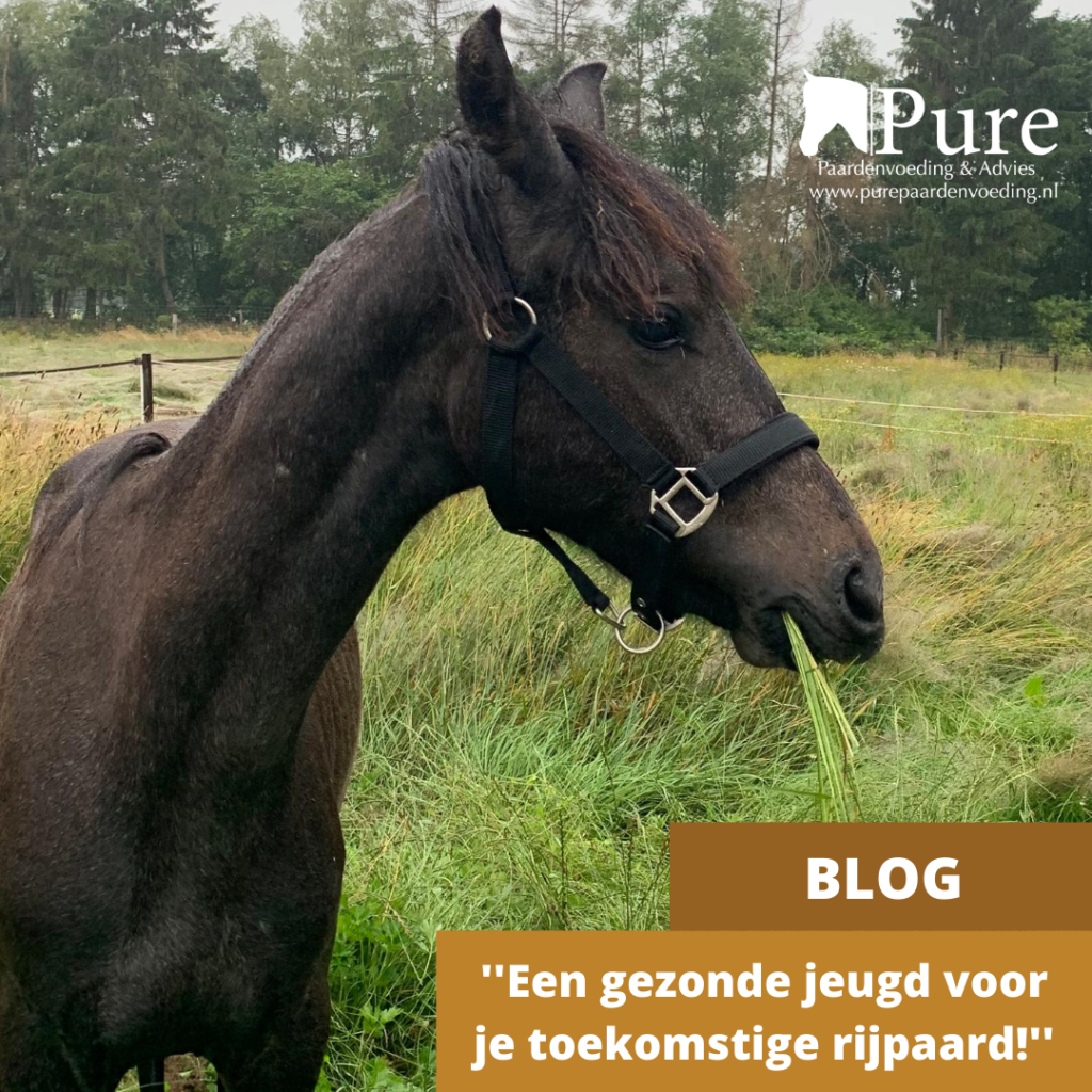 Een gezonde jeugd voor je toekomstige rijpaard!