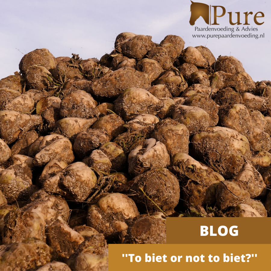 To biet or not to biet – bietenpulp als paardenvoer