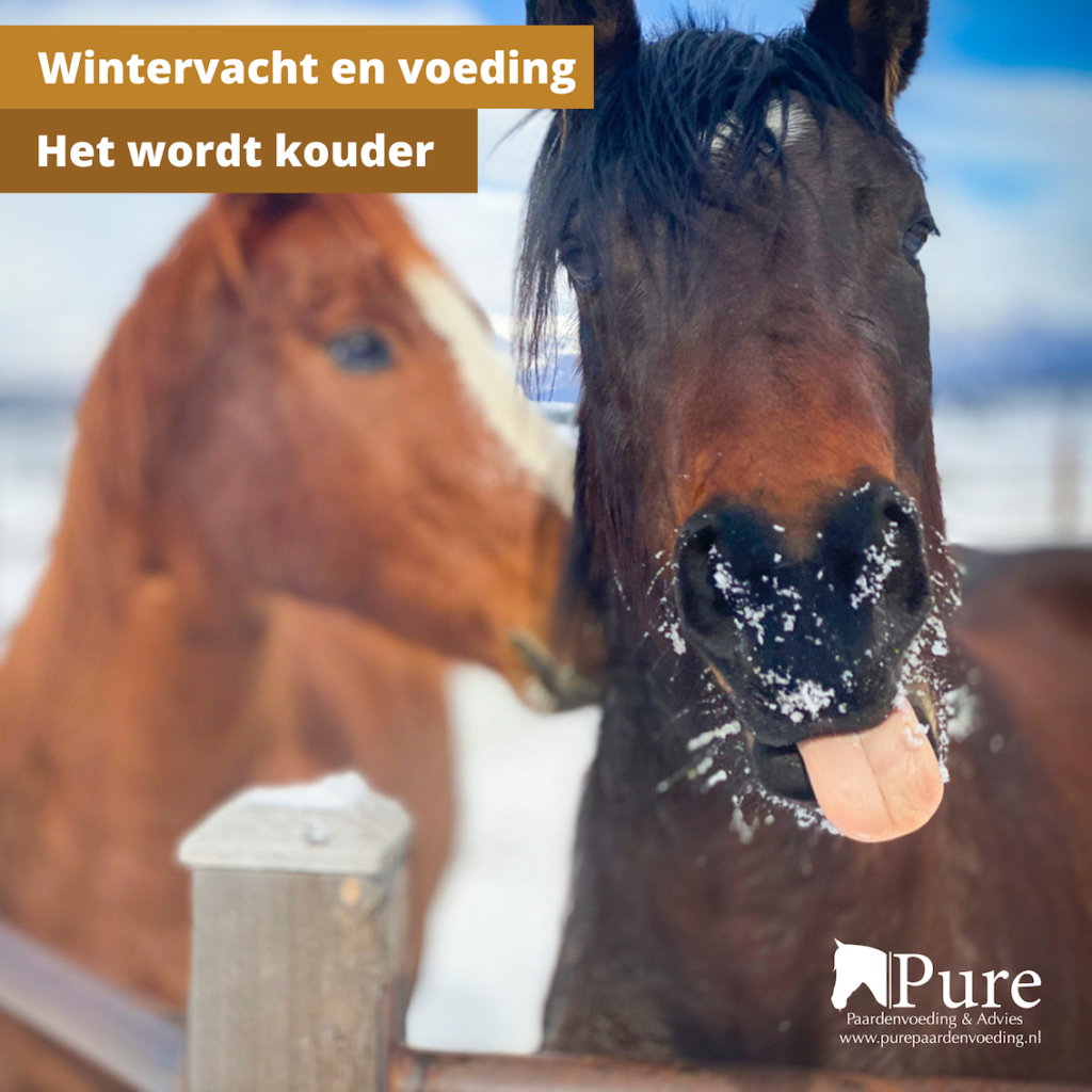 Wintervacht en voeding - Het wordt kouder