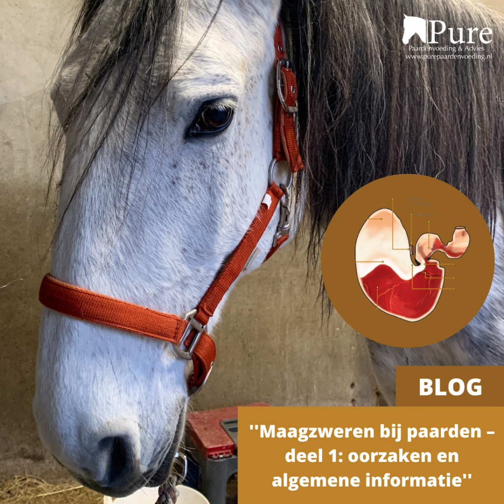 Maagzweren bij paarden – deel 1: oorzaken en algemene informatie - met nieuwe informatie!
