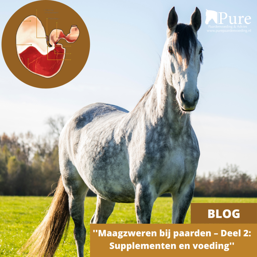 Maagzweren bij paarden – deel 2: supplementen en voeding - geactualiseerd!