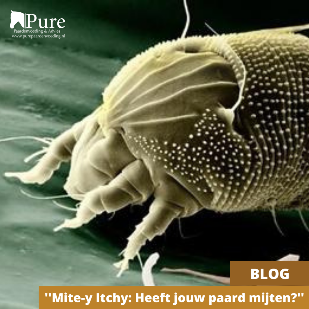 Mite-y Itchy: heeft jouw paard mijten??