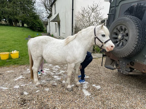 Vijf verzorgtips voor een gezonde paardenvacht dit voor- en najaar