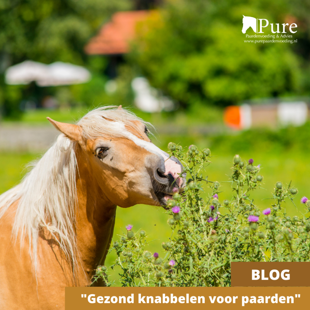 Gezond knabbelen voor paarden