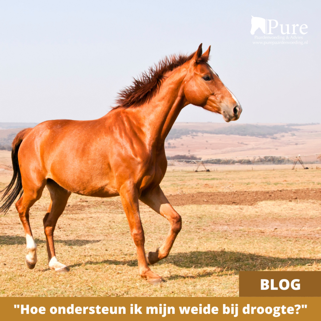 Hoe ondersteun ik mijn wei bij droogte ?