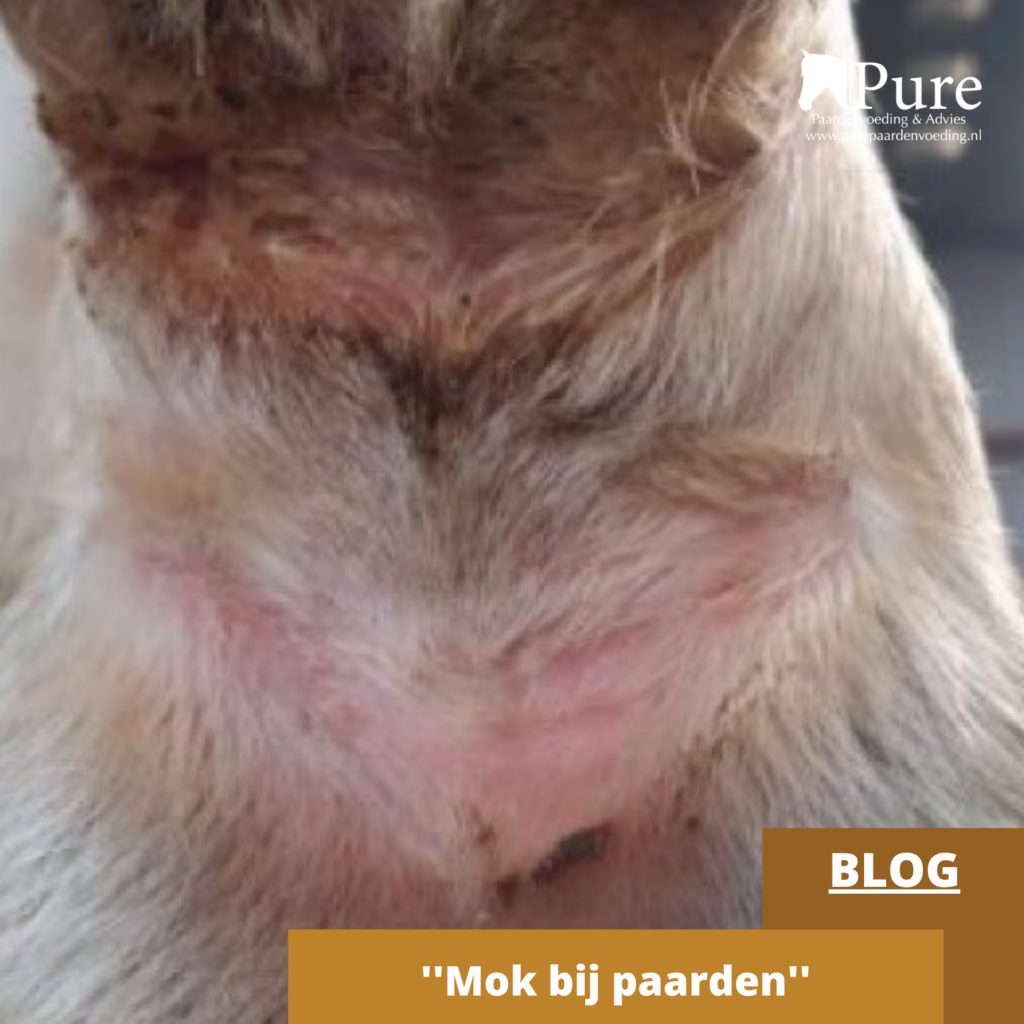 Mok bij paarden