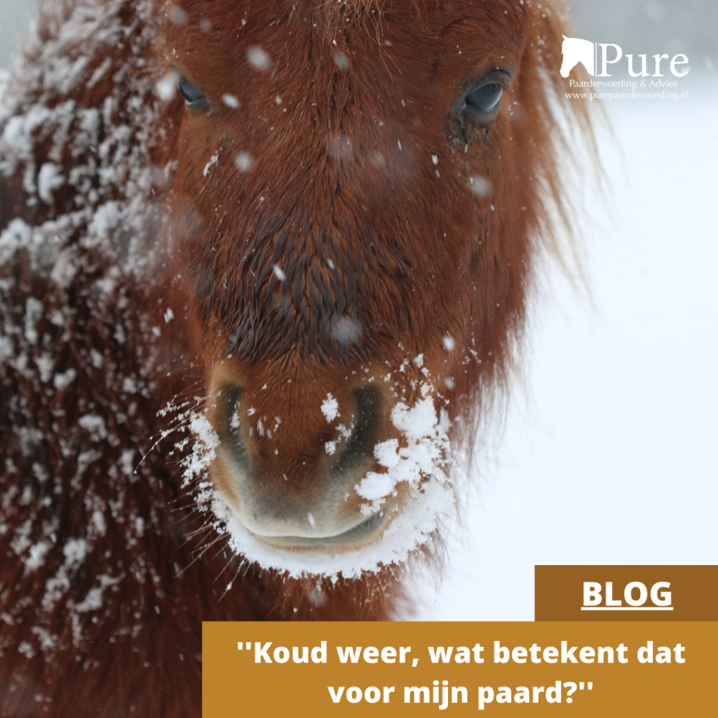 Koud weer, wat betekent dat voor mijn paard?