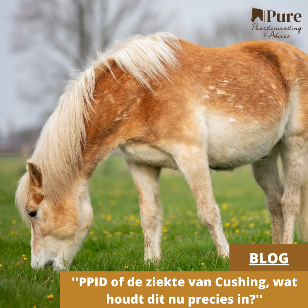 PPID of de ziekte van Cushing: wat houdt dit nu precies in?
