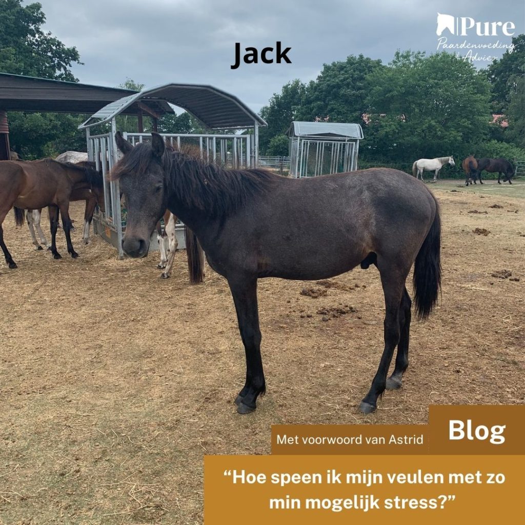 Hoe speen ik mijn veulen met zo min mogelijk stress?  - met een voorwoord van Astrid